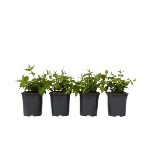 Bruidsbloem - Set van 4 - Deutzia'Strawberry Fields'- Hoogte 25-40cm -⌀17cm