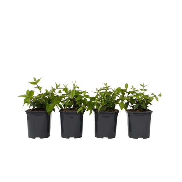 Bruidsbloem - Set van 4 - Deutzia'Strawberry Fields'- Hoogte 25-40cm -⌀17cm