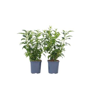 Chinees klokje - Set van 2 - Forsythia'Minigold'- Hoogte 25-40cm -⌀17cm