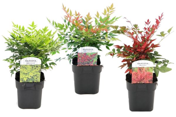 Hemelse Bamboe - Set van 3 - Nandina domestica - Hoogte 25-40cm -⌀17cm