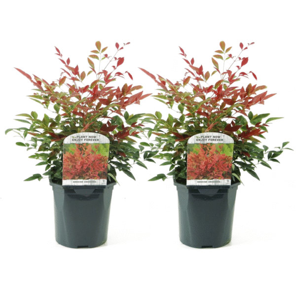 Hemelse Bamboe - Set van 2 - Nandina'Obsessed'- Hoogte 25-40cm -⌀17cm