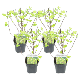 Blaasspirea - Set van 4 - Physocarpus'Dart's Gold'- Hoogte 30-40cm -⌀17cm