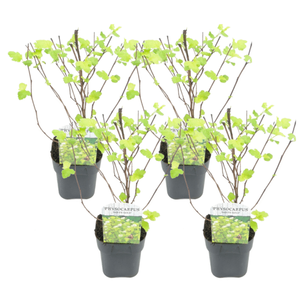Blaasspirea - Set van 4 - Physocarpus'Dart's Gold'- Hoogte 30-40cm -⌀17cm