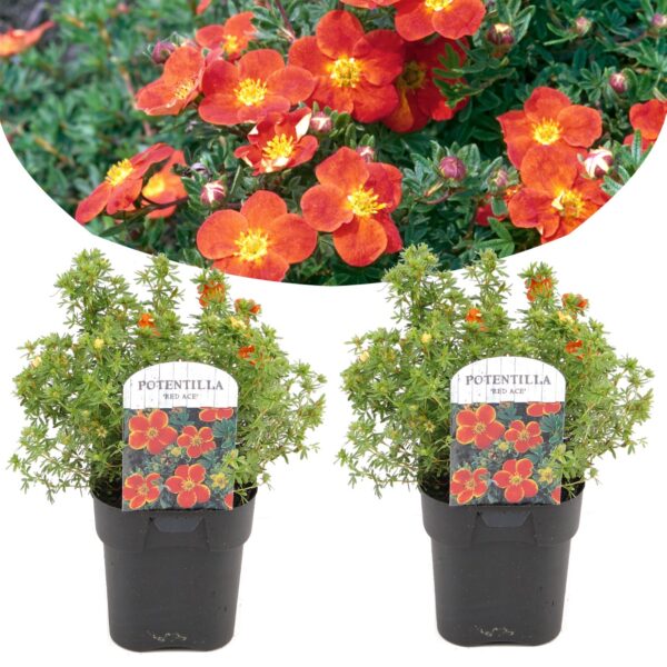 Ganzerik - Set van 2 - Potentilla fruticosa'Red Ace'- Hoogte 20-30cm -⌀17cm