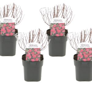 Japanse spirea - Set van 4 - Spiraea'Dark Pink'- Hoogte 25-40cm -⌀17cm