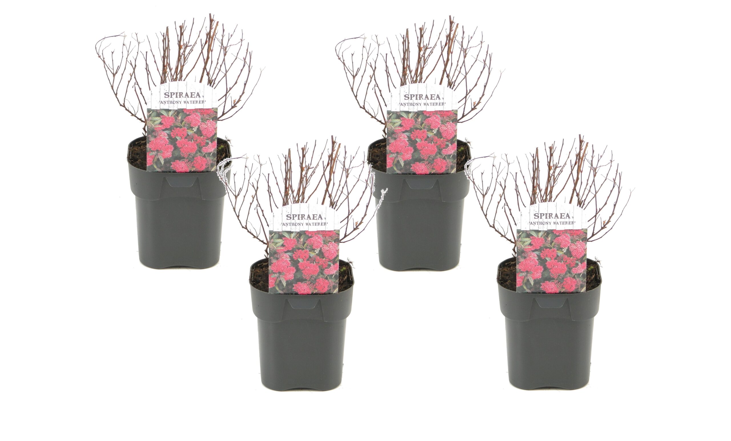 Japanse spirea - Set van 4 - Spiraea'Dark Pink'- Hoogte 25-40cm -⌀17cm 1 Japanse spirea - Set van 4 - Spiraea'Dark Pink'- Hoogte 25-40cm -⌀17cm