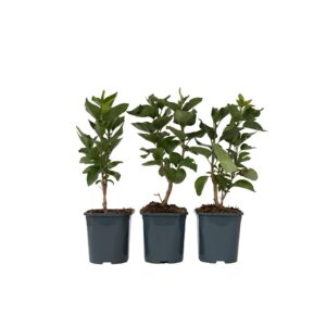 Sering - Set van 3 - Syringa vulgaris - Hoogte 25-40cm -⌀17cm