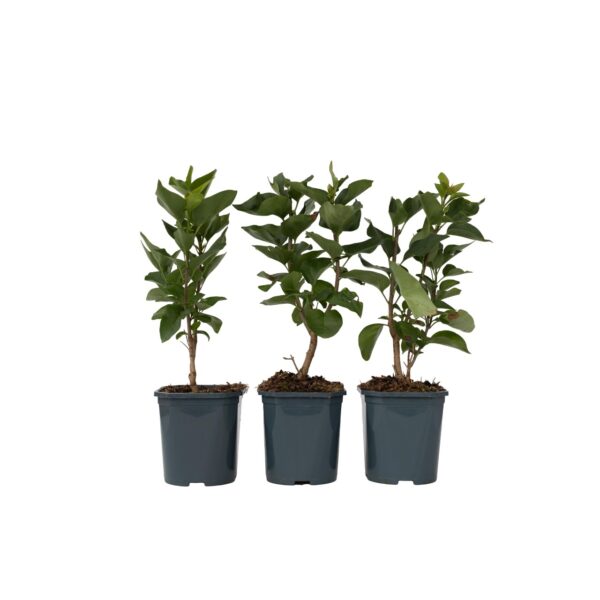 Sering - Set van 3 - Syringa vulgaris - Hoogte 25-40cm -⌀17cm