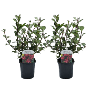 Haagplant - Set van 2 - Weigela florida'Nana Purpurea'- Hoogte 25-40cm -⌀17cm
