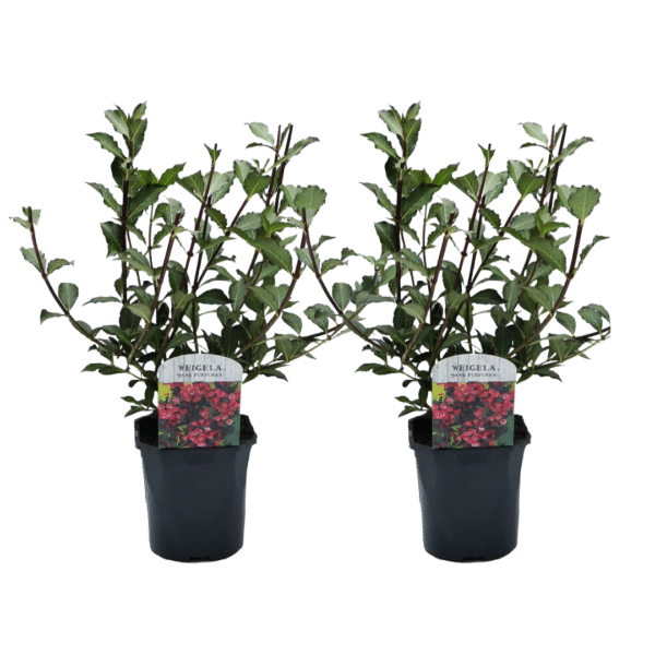 Haagplant - Set van 2 - Weigela florida'Nana Purpurea'- Hoogte 25-40cm -⌀17cm