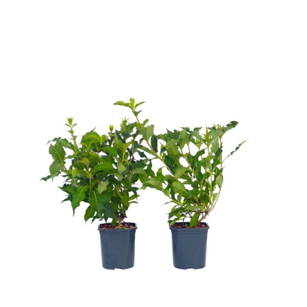Rode heester - Set van 2 - Weigela florida'Red Prince'- Hoogte 25-40cm -⌀17cm