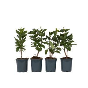 Sering - Set van 4 - Syringa vulgaris'Ludwig Spath'- Hoogte 25-40cm -⌀17cm