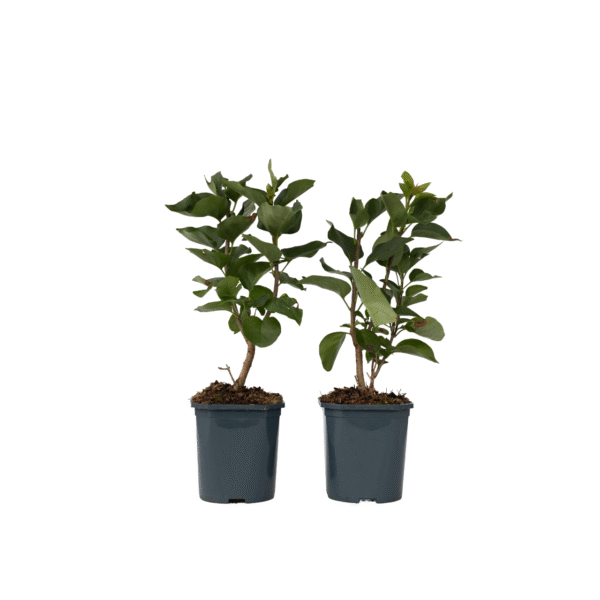 Sering - Set van 2 - Syringa vulgaris'Michel Buchner'- Hoogte 25-40cm -⌀17cm
