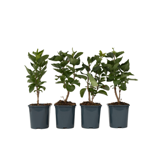 Sering - Set van 4 - Syringa vulgaris'Michel Buchner'- Hoogte 25-40cm -⌀17cm