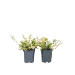 Kardinaalsmuts - Set van 2 - Euonymus'Harlequin'- Hoogte 20-30cm -⌀17cm