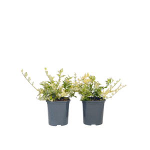 Kardinaalsmuts - Set van 4 - Euonymus'Harlequin'- Hoogte 20-30cm -⌀17cm