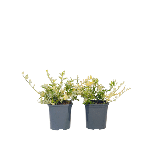 Kardinaalsmuts - Set van 4 - Euonymus'Harlequin'- Hoogte 20-30cm -⌀17cm