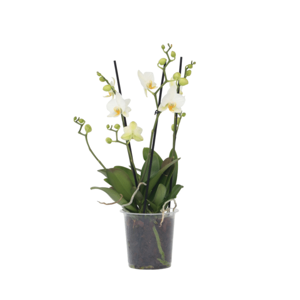 Orchidee wit - Phalaenopsis Multiflora - Hoogte 35-45cm -⌀12cm