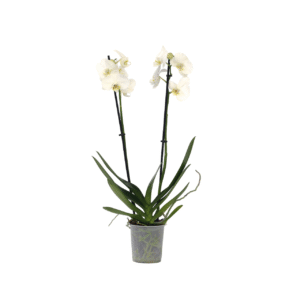 Orchidee - Phalaenopsis - Hoogte 50-60cm -⌀12cm