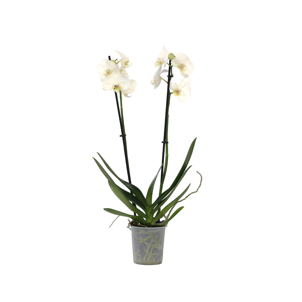 Orchidee - Phalaenopsis - Hoogte 50-60cm -⌀12cm 1 Orchidee - Phalaenopsis - Hoogte 50-60cm -⌀12cm