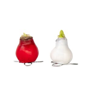 Amaryllis - Hippeastrum'Wax Mix Red White'- Bloembol - Rood