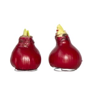 Amaryllis - Hippeastrum'Wax Bordeaux'- Bloembol - Rood