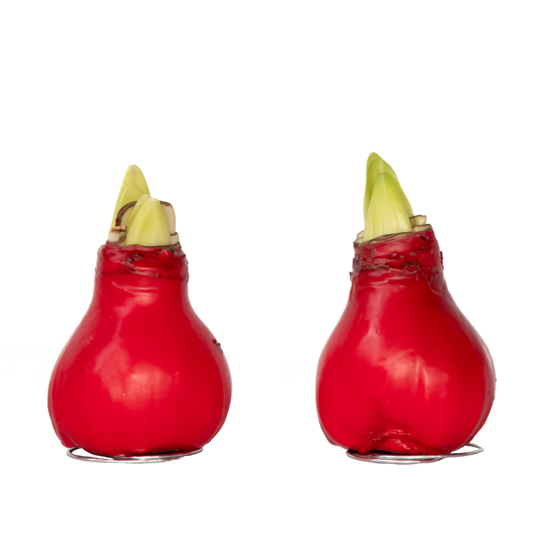 Amaryllis - Hippeastrum'Wax Red'- Bloembol - Rood 1 Amaryllis - Hippeastrum'Wax Red'- Bloembol - Rood