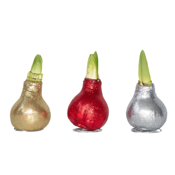 Amaryllis - Set van 3 - Hippeastrum'Glitter Mix'- Bloembol - Rood