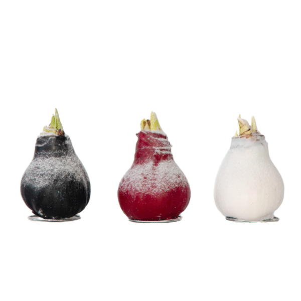 Amaryllis - Hippeastrum'Wax Snow Mix'- Bloembol - Rood
