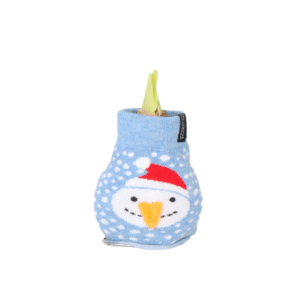 Amaryllis - Hippeastrum'Snowman Sweater'- Bloembol - Rood