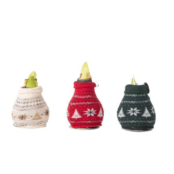Amaryllis - Set van 3 - Hippeastrum'Christmas Sweater'- Bloembol - Rood