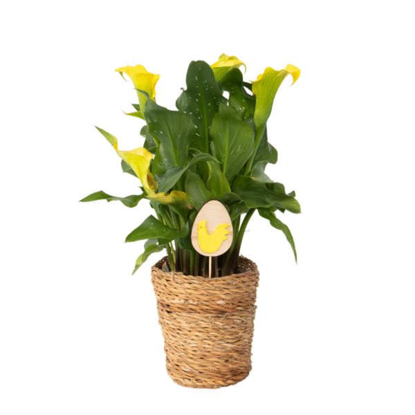 Calla'Ruby'- Aronskelk - Geel - Hoogte 30-40cm -⌀12cm