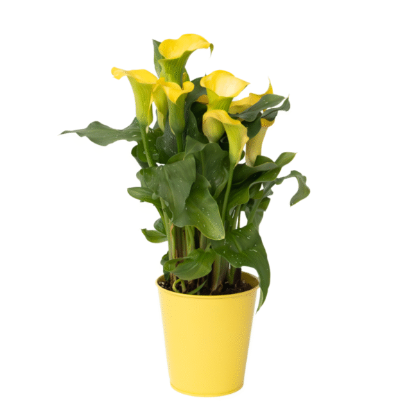 Calla'Zara'- Aronskelk - Geel - Hoogte 30-40cm -⌀12cm