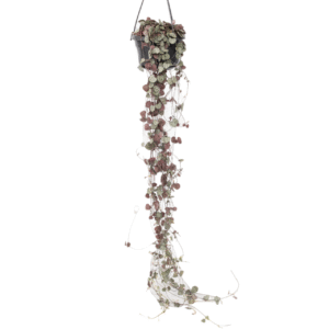 Chinees lantaarnplantje - Ceropegia linearis Woodii - Hoogte 20-30cm -⌀14cm