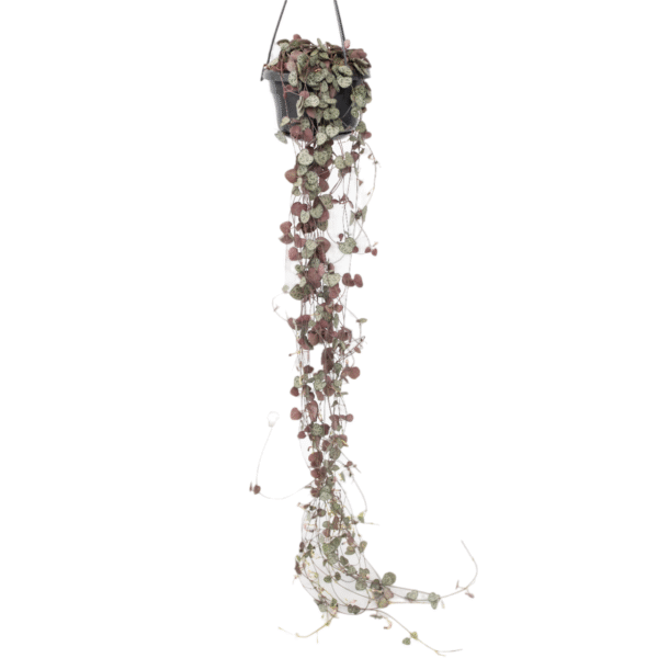 Chinees lantaarnplantje - Ceropegia linearis Woodii - Hoogte 20-30cm -⌀14cm
