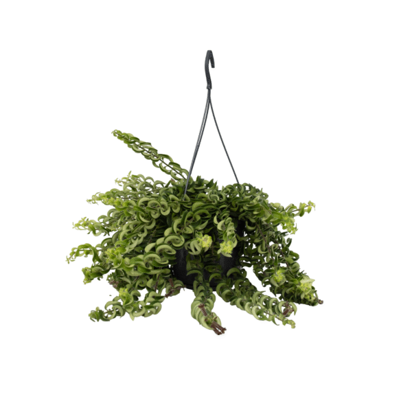 Lippenstiftplant - Aeschynanthus pulcher - Hoogte 20-30cm -⌀15cm