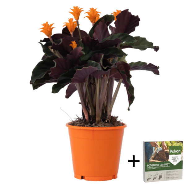Eeuwige vlam - Calathea crocata'Tassmania'- Hoogte 40-50cm -⌀14cm