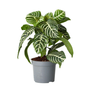 Zebraplant - Aphelandra squarrosa'Botanica'- Hoogte 25-45cm -⌀13cm