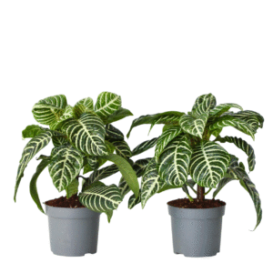 Zebraplant - Set van 2 - Aphelandra squarrosa - Hoogte 25-45cm -⌀13cm