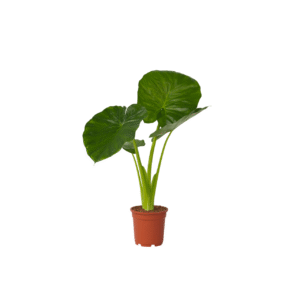 Olifantsoor - Alocasia'Odora'- Hoogte 55-75cm -⌀17cm