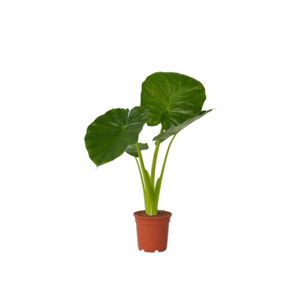 Olifantsoor - Alocasia'Odora'- Hoogte 55-75cm -⌀17cm