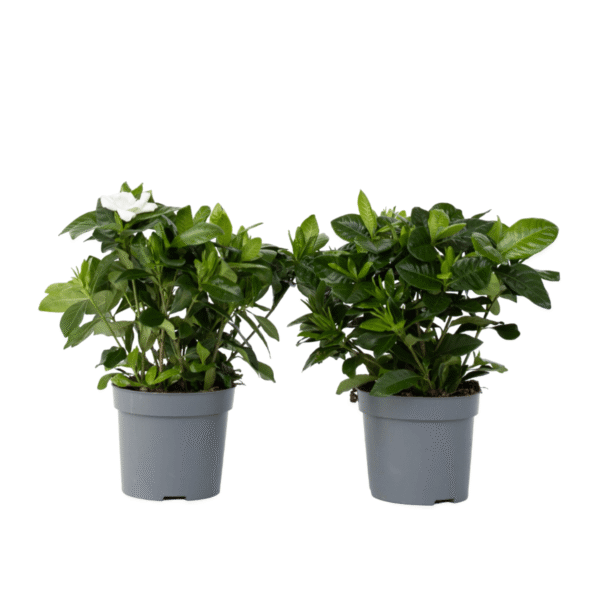 Kaapse jasmijn - Set van 2 - Gardenia jasminoides - Hoogte 20-30cm -⌀13cm