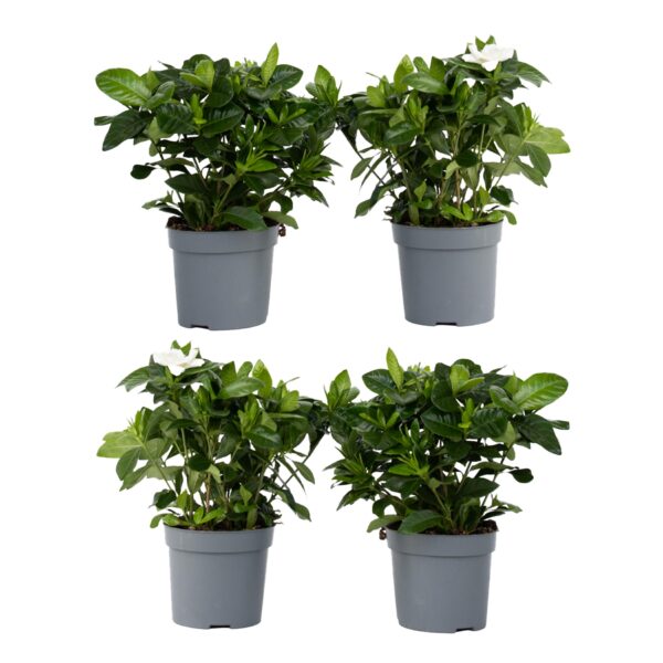 Kaapse jasmijn - Set van 4 - Gardenia jasminoides - Hoogte 20-30cm -⌀13cm