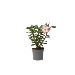 Woestijnroos - Adenium obesum'Pink Star'- Hoogte 30-45cm -⌀13cm