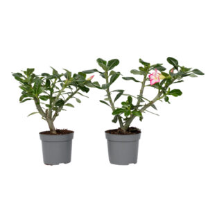 Woestijnroos - Set van 2 - Adenium obesum - Hoogte 30-45cm -⌀13cm