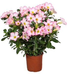 Woestijnroos - Adenium obesum'Pink Star'- Hoogte 30-50cm -⌀14cm
