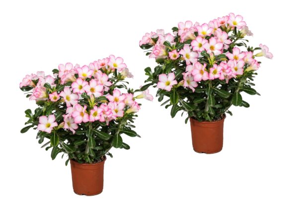 Woestijnroos - Set van 2 - Adenium obesum'Pink Star'- Hoogte 30-50cm -⌀14cm