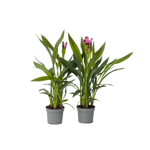 Siamese tulp - Set van 4 - Curcuma'Siam Splash'- Hoogte 40-60cm -⌀13cm