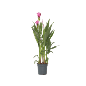 Siamese tulp - Curcuma alismatifolia'Siam Supreme'- Hoogte 70-90cm -⌀19cm