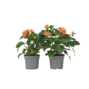 Voetzoekerbloem - Set van 2 - Crossandra'Fortuna'- Hoogte 20-30cm -⌀13cm